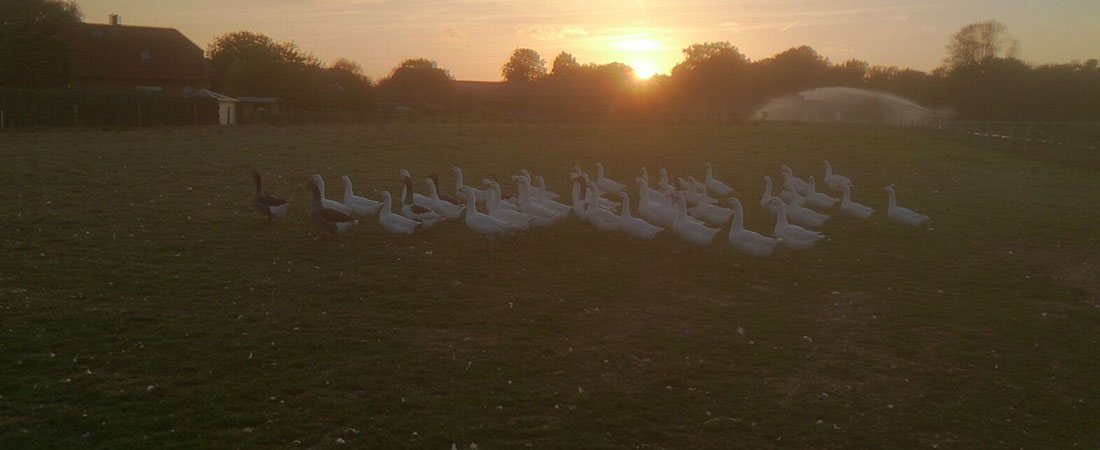 Homanns Hoferzeugnisse: Gänse bei Sonnenaufgang