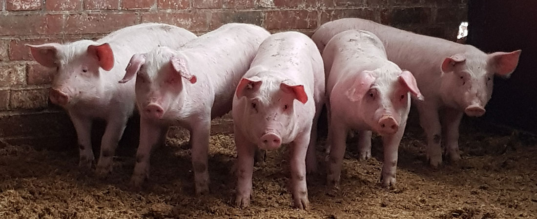 Homanns Hoferzeugnisse: Schweine