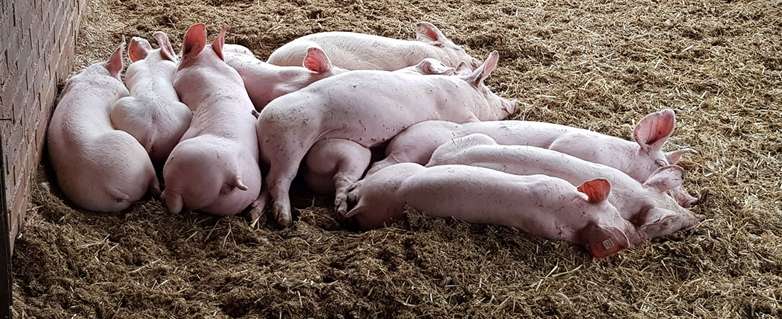 Homanns Hoferzeugnisse: Ferkel im Stall