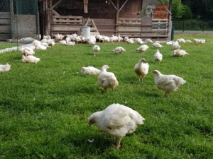 Homanns Hoferzeugnisse: Hähnchen in Freilandhaltung