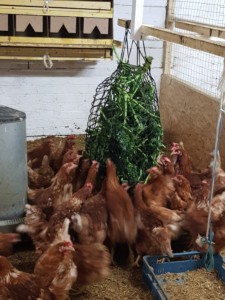 Homanns Hoferzeugnisse: Hühner im Stall