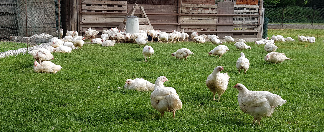 Homanns Hoferzeugnisse: Eier von glücklichen Hühnern